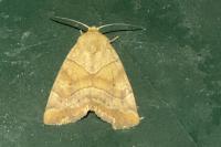 Cosmia trapezina