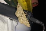 Hypomecis punctinalis