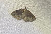 Xanthorhoe ferrugata/spadicearia