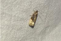 Hedya nubiferana