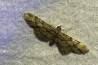 Gymnoscelis rufifasciata