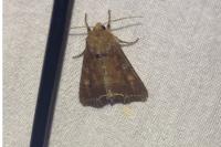Lacanobia oleracea