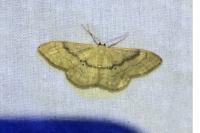 Idaea deversaria