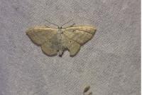 Scopula immutata