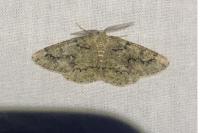 Cleorodes lichenaria