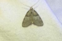 Nola cucullatella
