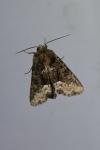 Oligia strigilis
