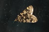 Aglossa caprealis