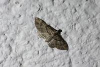 Gymnoscelis rufifasciata