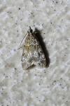 Eudonia mercurella