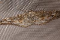 Alcis repandata