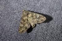 Mamestra brassicae