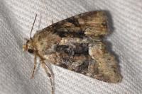 Oligia latruncula