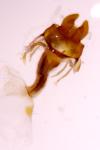 Oligia latruncula