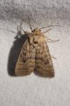 Hoplodrina octogenaria