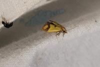 Agapeta zoegana