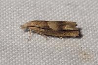 Eucosma conterminana