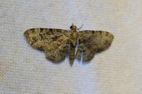 Pasiphila rectangulata