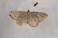 Philereme vetulata
