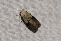 Aphomia sociella