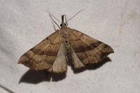 Hypena proboscidalis
