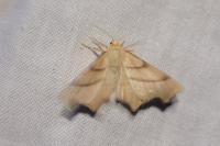 Ennomos erosaria