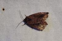Cosmia pyralina