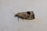 Notocelia uddmanniana