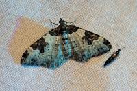 Xanthorhoe fluctuata