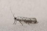 Yponomeuta padella