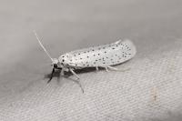 Yponomeuta evonymella