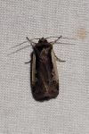 Ochropleura plecta
