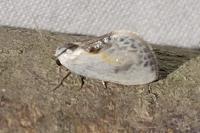 Cilix glaucata/hispanica