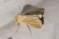 Mythimna pallens