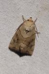 Cosmia trapezina