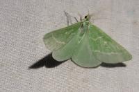 Thetidia smaragdaria