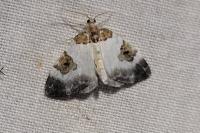 Plemyria rubiginata