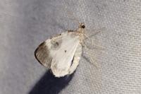 Plemyria rubiginata