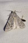 Acronicta aceris