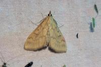 Ostrinia nubilalis/scapulalis