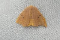 Watsonalla binaria