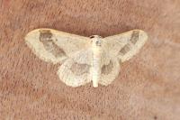 Idaea aversata