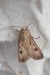 Agrotis exclamationis