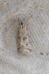 Eudonia pallida