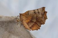 Selenia dentaria