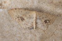 Idaea dimidiata