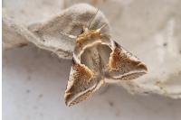 Habrosyne pyritoides