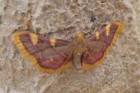 Hypsopygia costalis