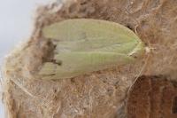 Tortrix viridana