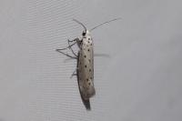 Yponomeuta padella